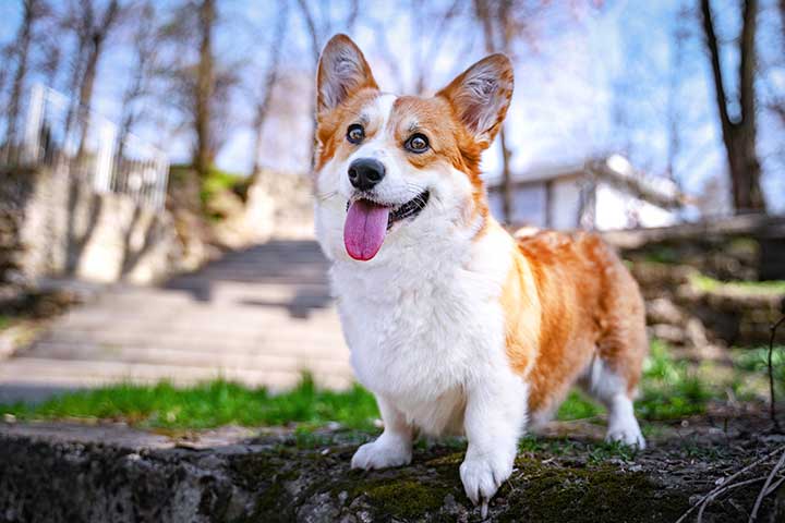 Welsh Corgi