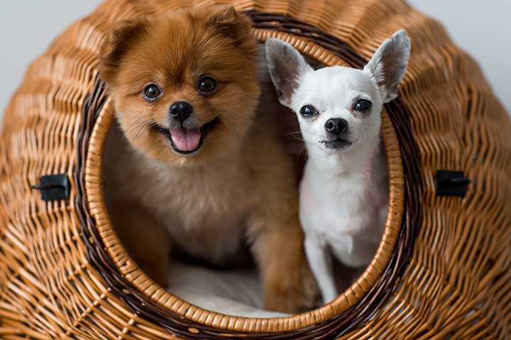 Zwergspitz und Chihuahua