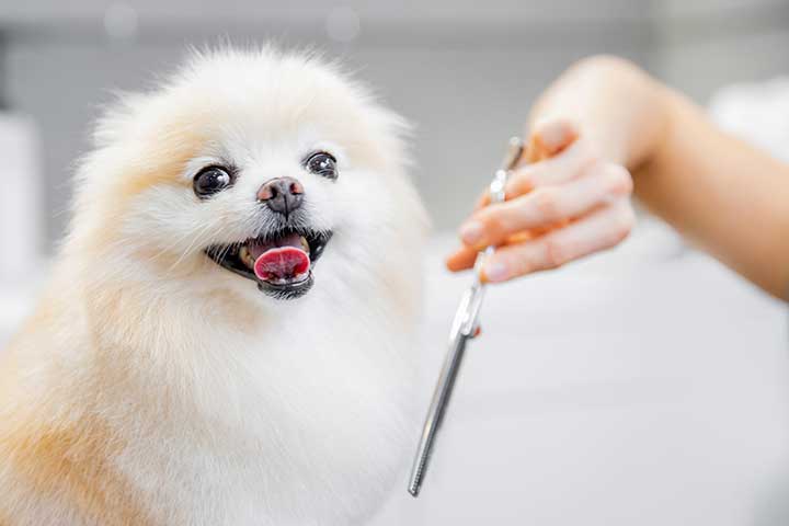 Zwergspitz beim Hundefriseur
