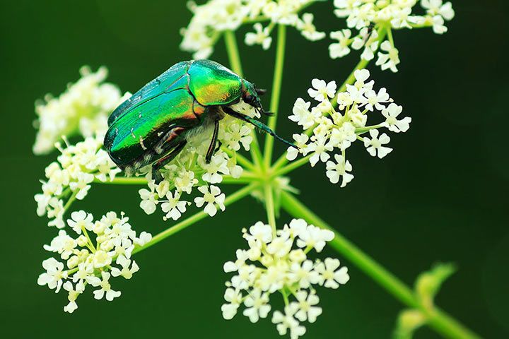 Großer Rosenkäfer