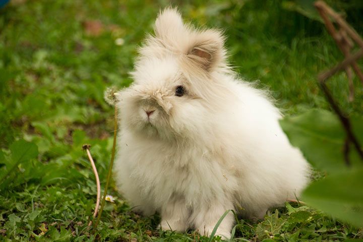 Angora-Kaninchen