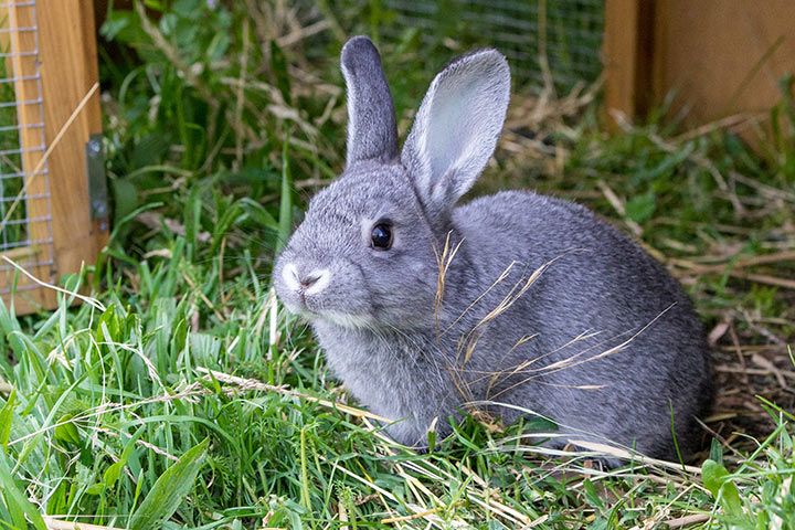 Chinchilla-Kaninchen