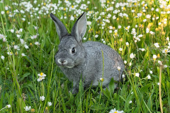 Chinchilla-Kaninchen