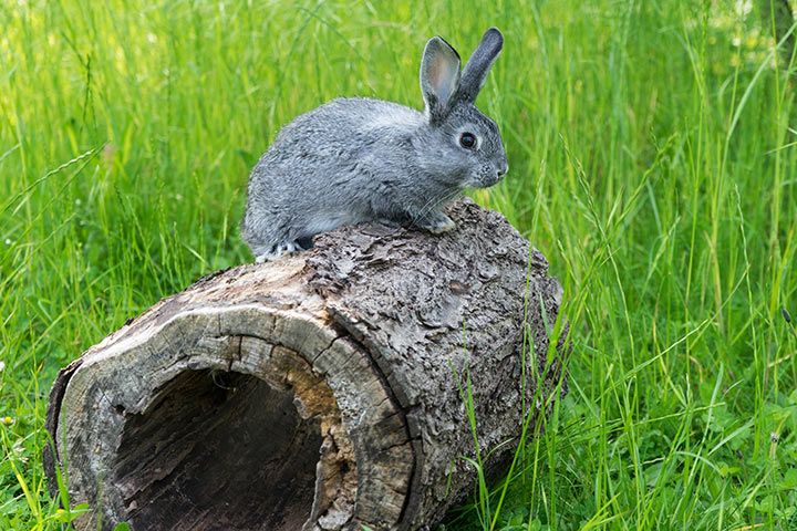 Chinchilla-Kaninchen