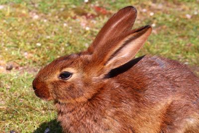 Hasenkaninchen