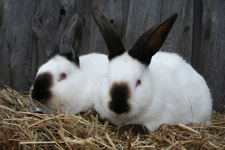 Kalifornierkaninchen