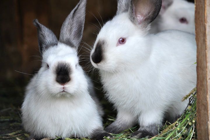 Kalifornierkaninchen