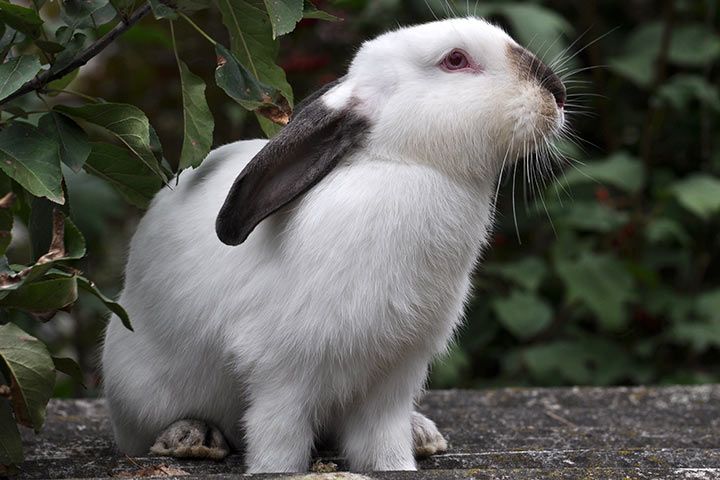 Kalifornierkaninchen