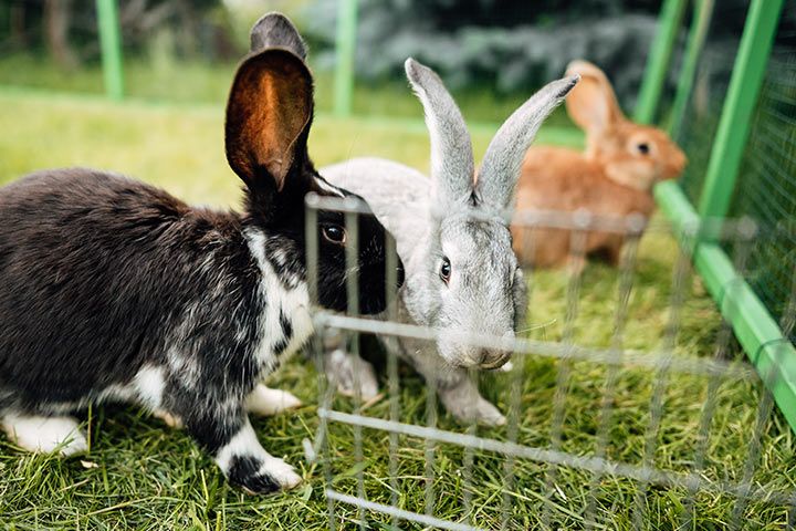 Kaninchen-Auslauf