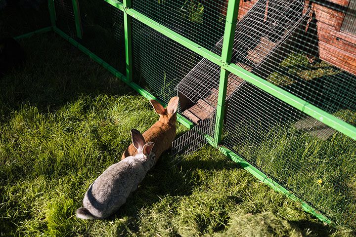 Freigehege für Kaninchen