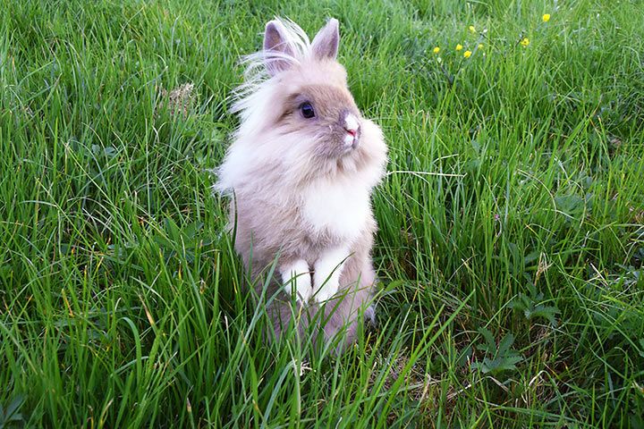 Löwenkopfkaninchen