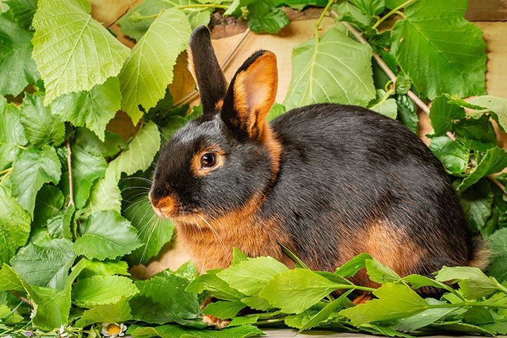 Lohkaninchen