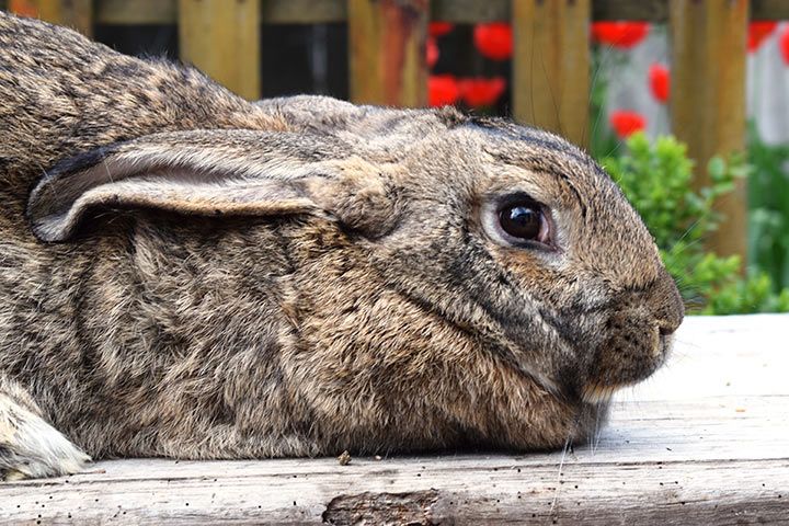 Riesenkaninchen