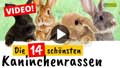 Video: Die 14 schönsten Kaninchenrassen