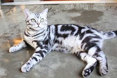 American Shorthair