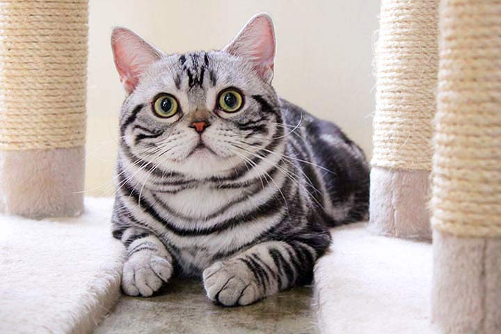 American Shorthair