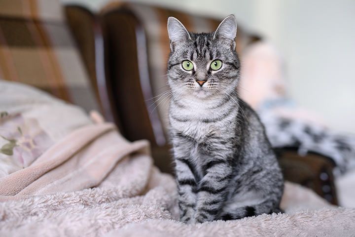 American Shorthair