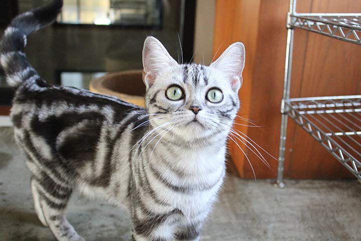 American Shorthair