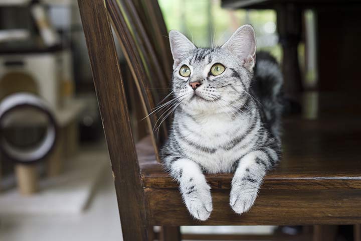 American Shorthair