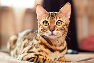 Britisch Kurzhaar Scottish Fold Britisch Langhaar Bengal