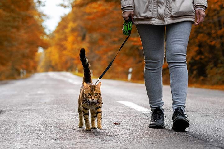 Bengal