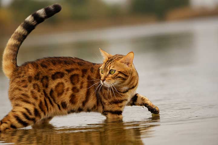 Bengal