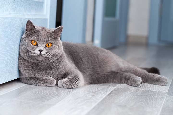Sind Europäische Kurzhaar Katze für Allergiker?