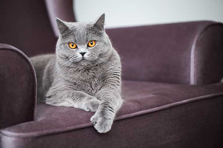 British Shorthair Kater