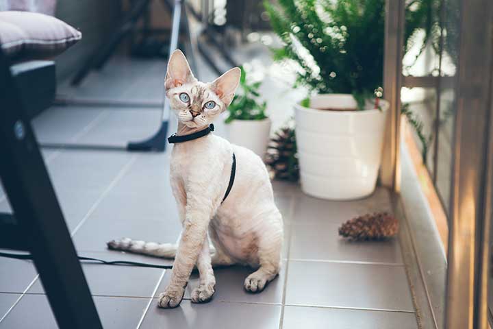 Devon Rex