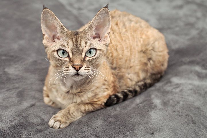 Devon Rex