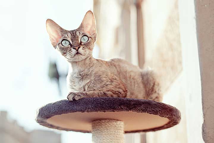 Devon Rex