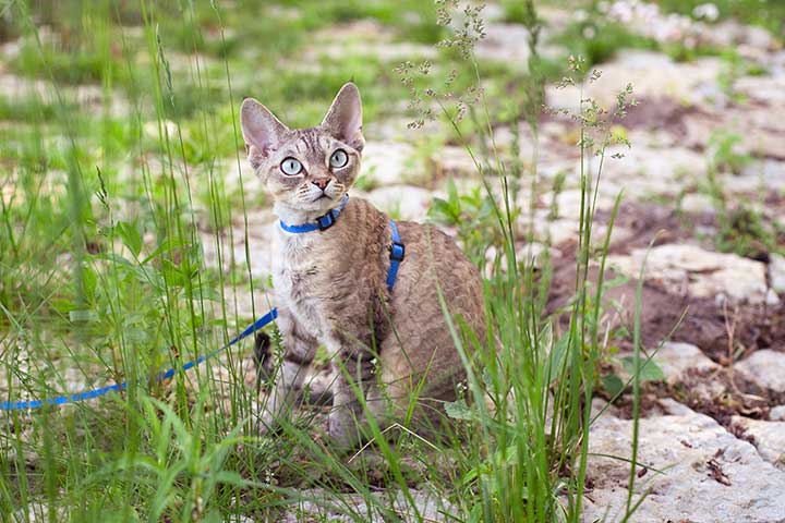 Devon Rex