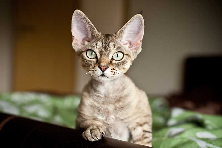 Devon Rex