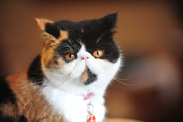 Exotic Shorthair