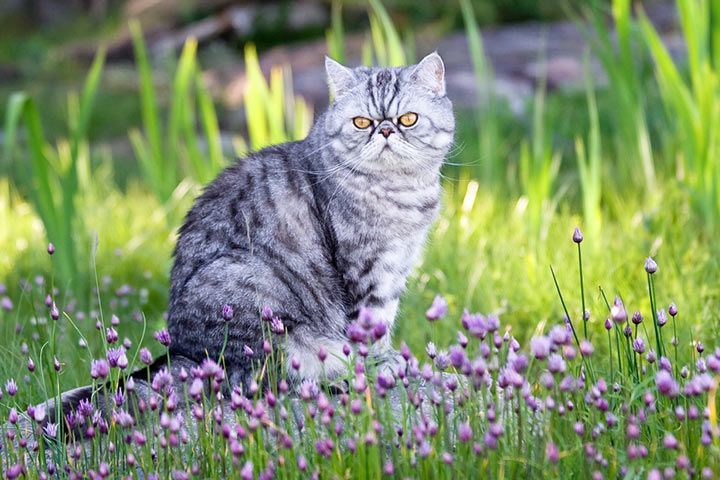 Exotic Shorthair