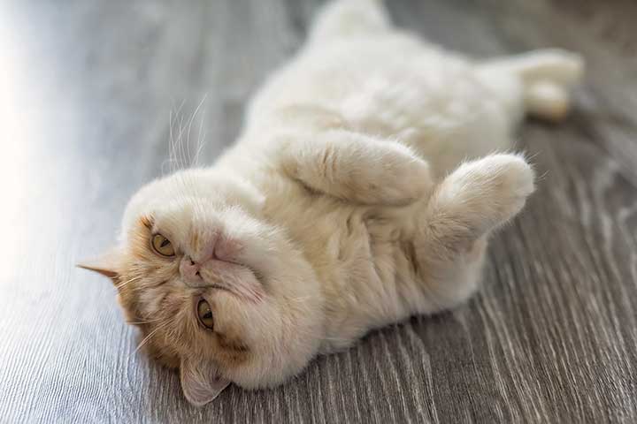 Exotic Shorthair