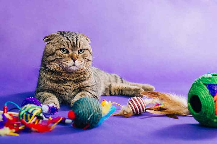 Katze mit Spielzeug