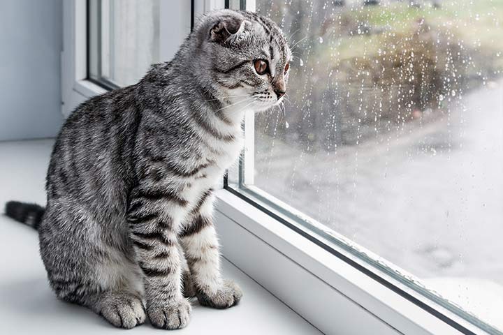 Katze am Fenster