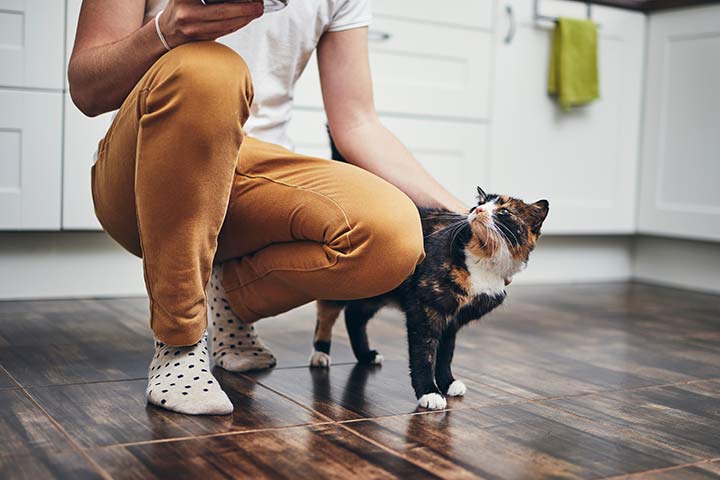 Katze wird gefüttert