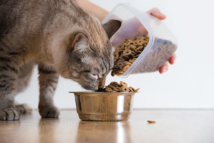 Wieviel Soll Eine Katze Fressen