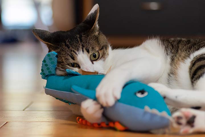 Katze mit Spielzeug