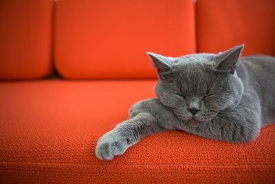 Katzen, die alleine bleiben können