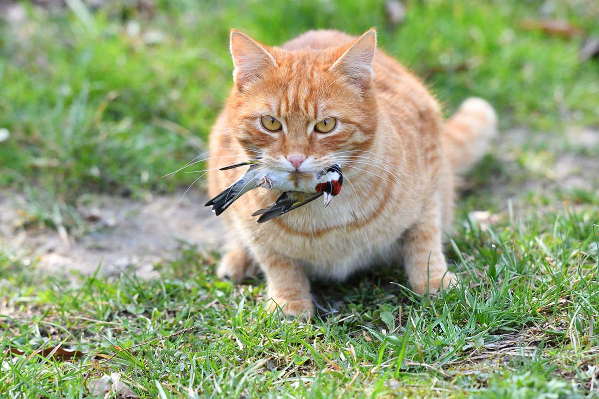 Katze mit Stieglitz