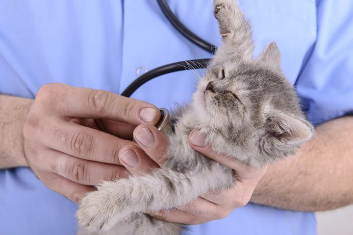 Kosten Für Eine Katze Pro Jahr