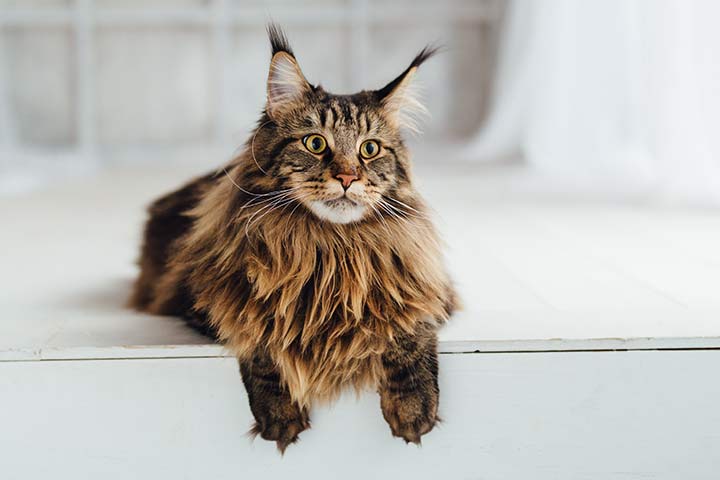 Maine Coon