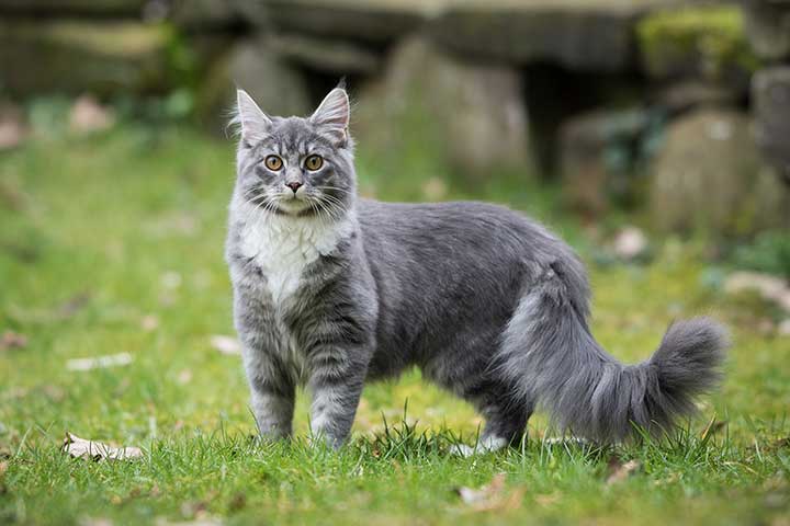 Maine Coon Katze