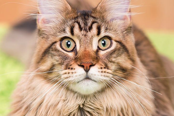 Maine Coon