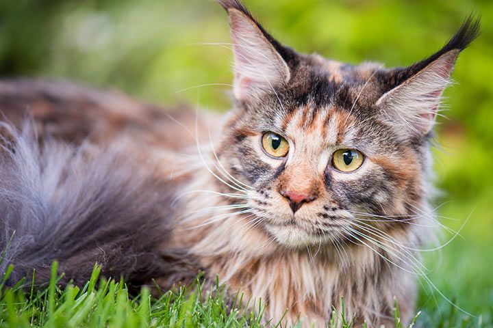 Maine Coon