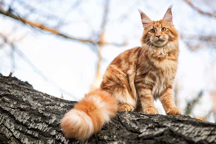 Maine Coon