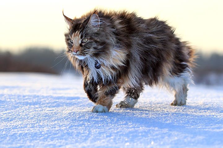 Maine Coon